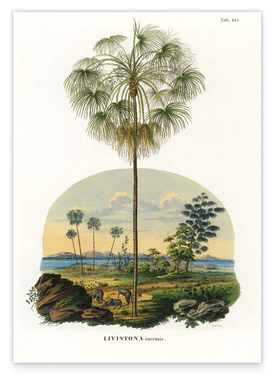 Livistona - Australische Landschaft mit Palmen