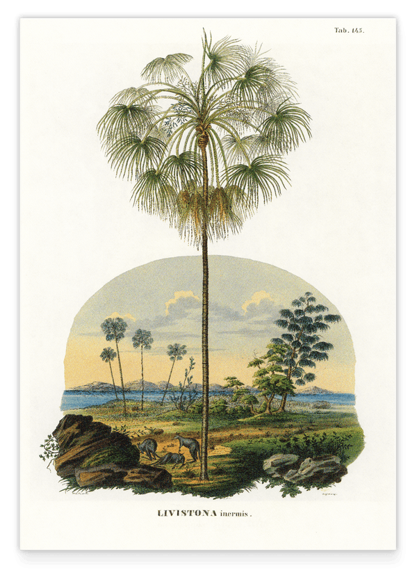 Livistona - Australische Landschaft mit Palmen