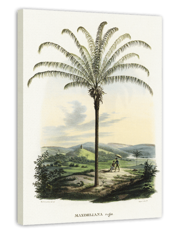 Maximiliana regia - Palme