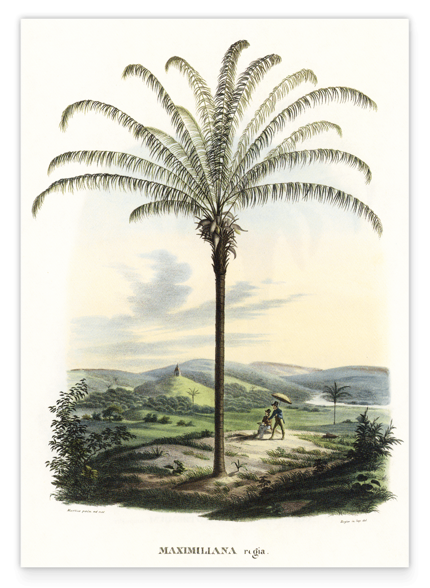 Maximiliana regia - Palme