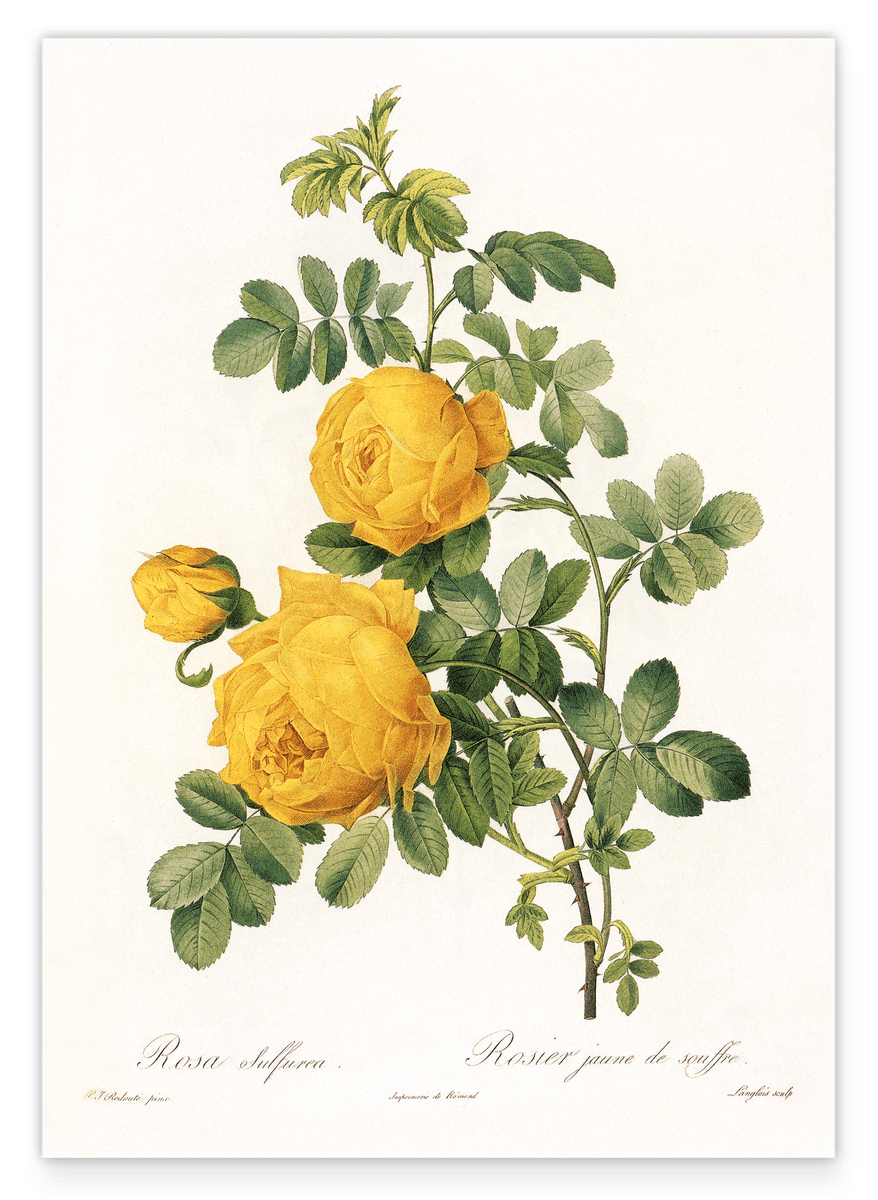 Rosenstrauch mit gelben Blüten