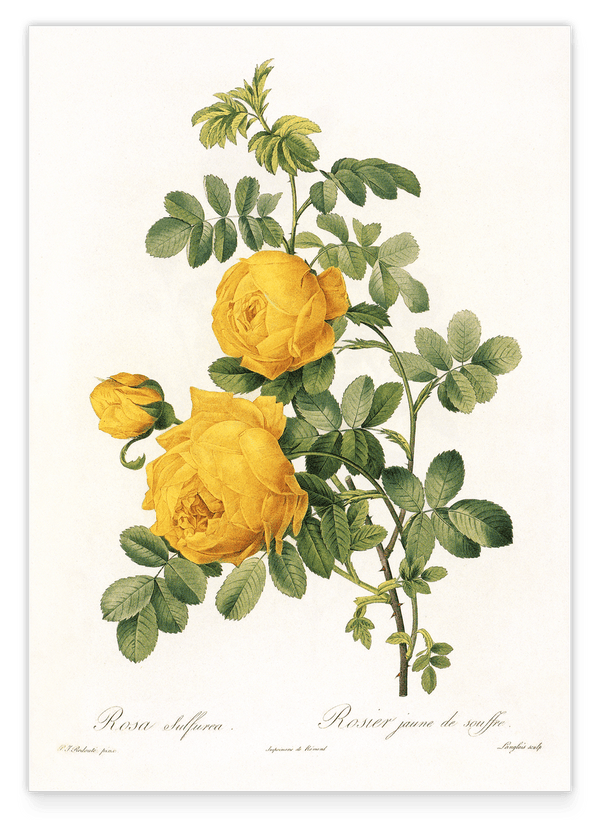 Rosenstrauch mit gelben Blüten
