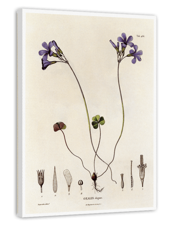 Oxalis Elegans - Bergpalme