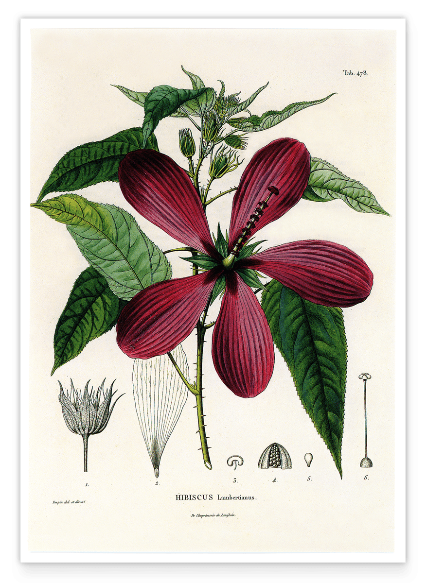 Roter Hibiskus