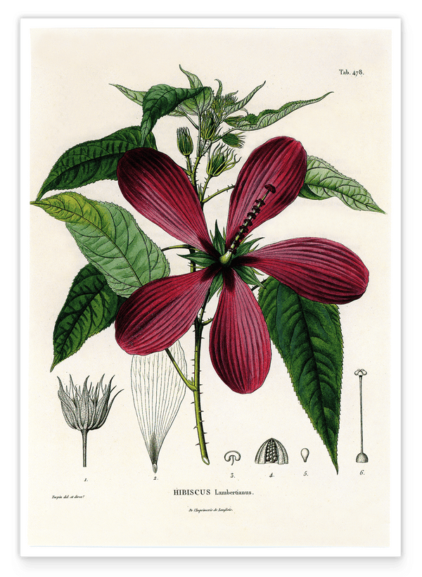 Roter Hibiskus