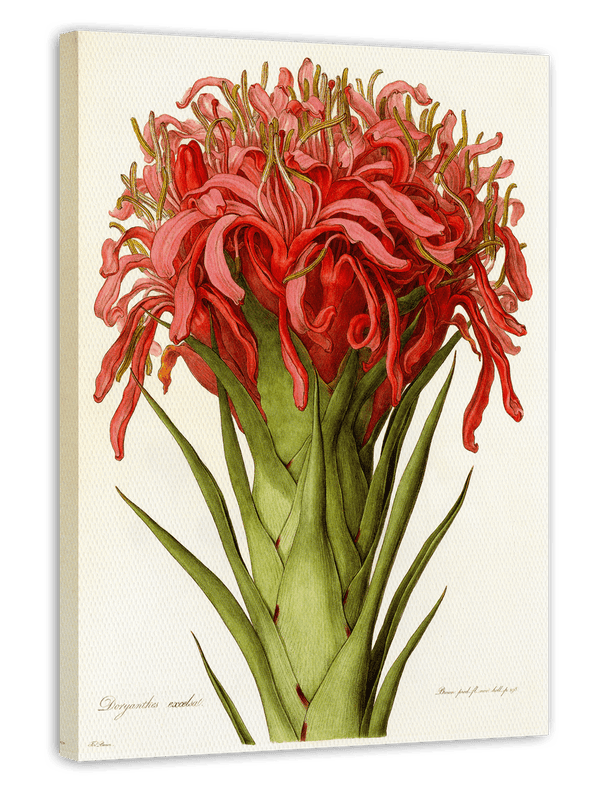 Doryanthes excelsa - Australische Buschblüte