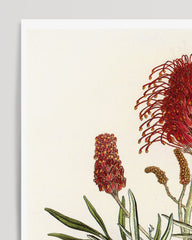 After Hover: Grevillea Banksii - Silberbaumgewächs mit roten Blüten