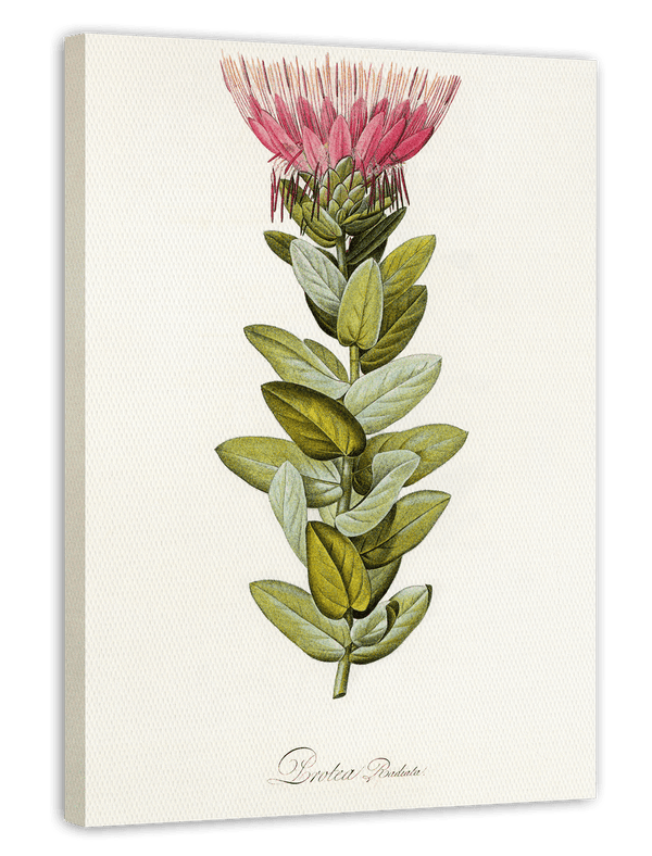 Protea Radiata - Königsprotea mit roter Blüte