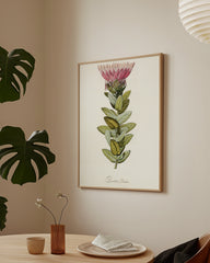After Hover: Protea Radiata - Königsprotea mit roter Blüte
