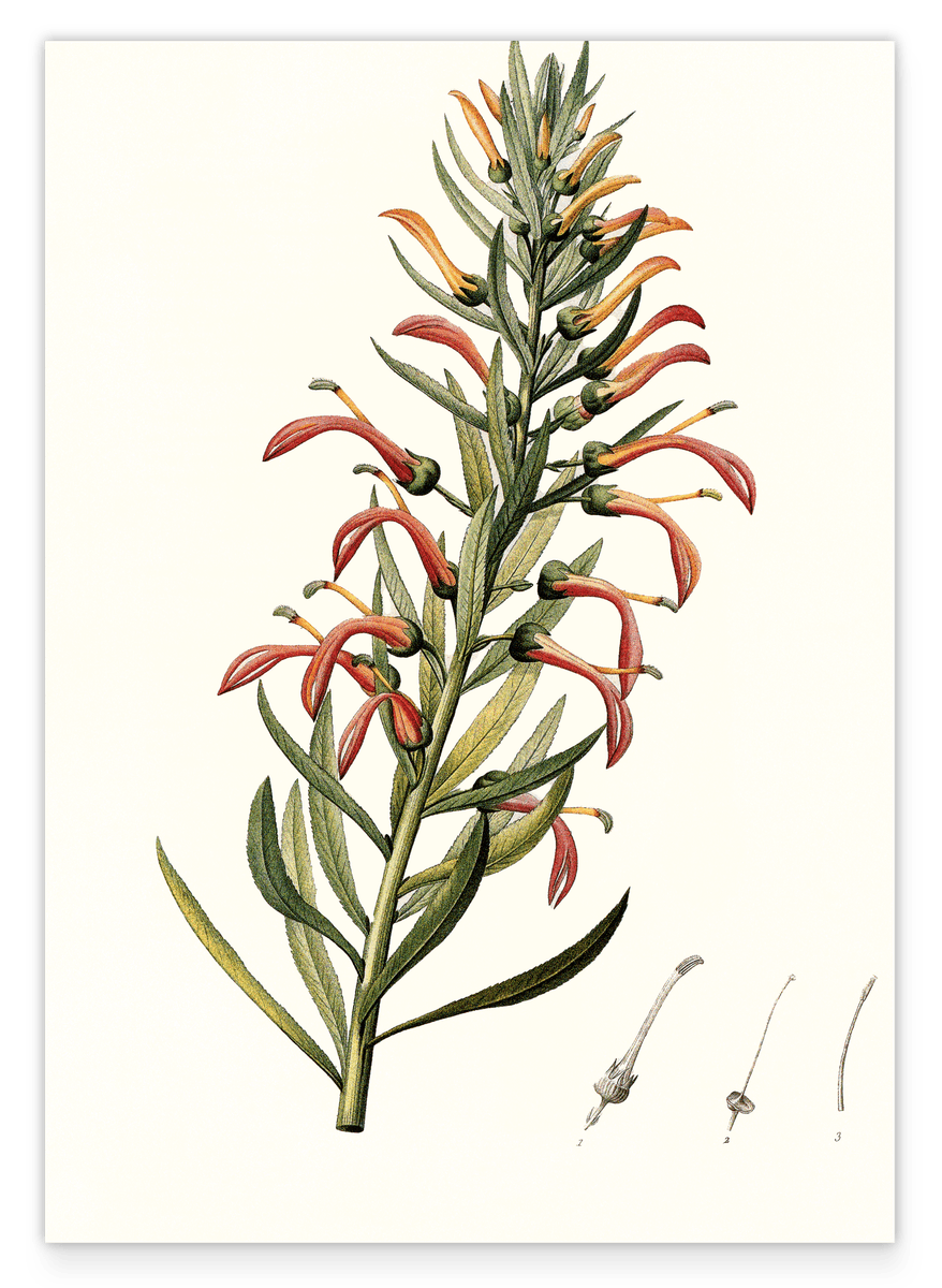 Lobelia Tupa - Teufelstabak