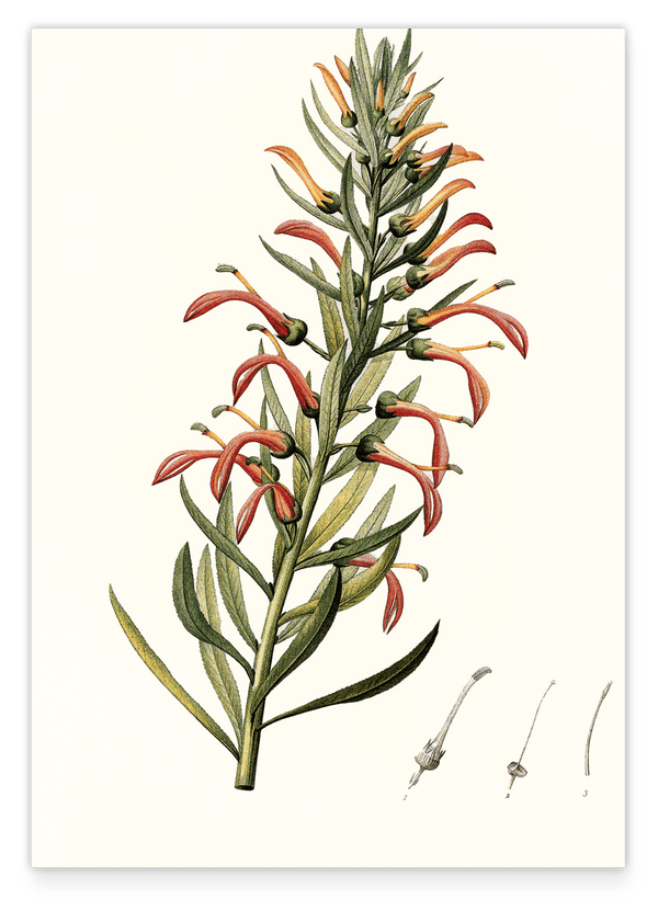 Lobelia Tupa - Teufelstabak