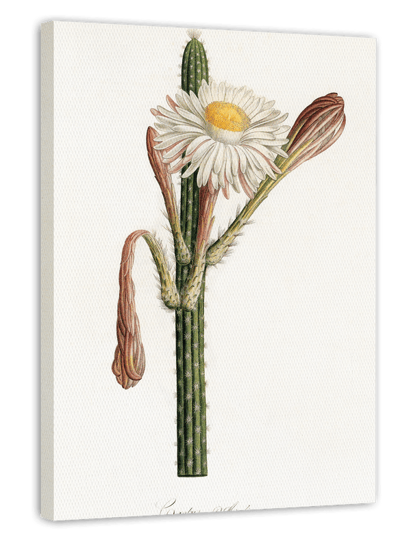 Cactus Ambiguus - Kaktus mit weißer Blüte
