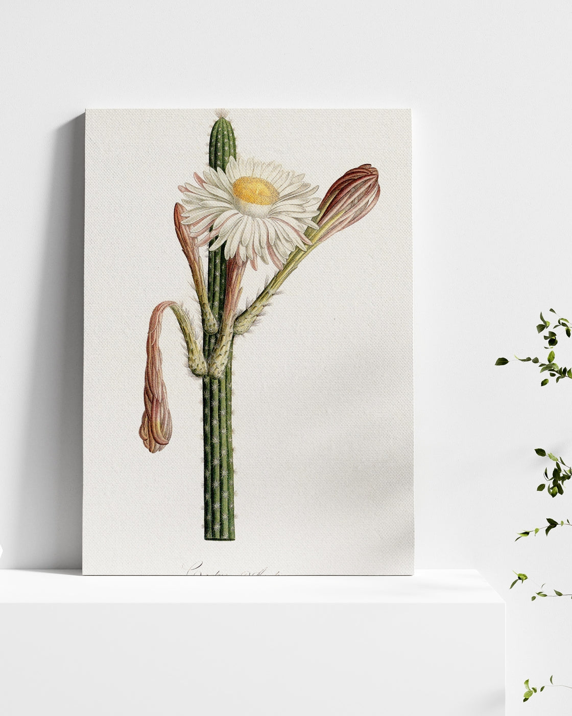 stretched-canvas