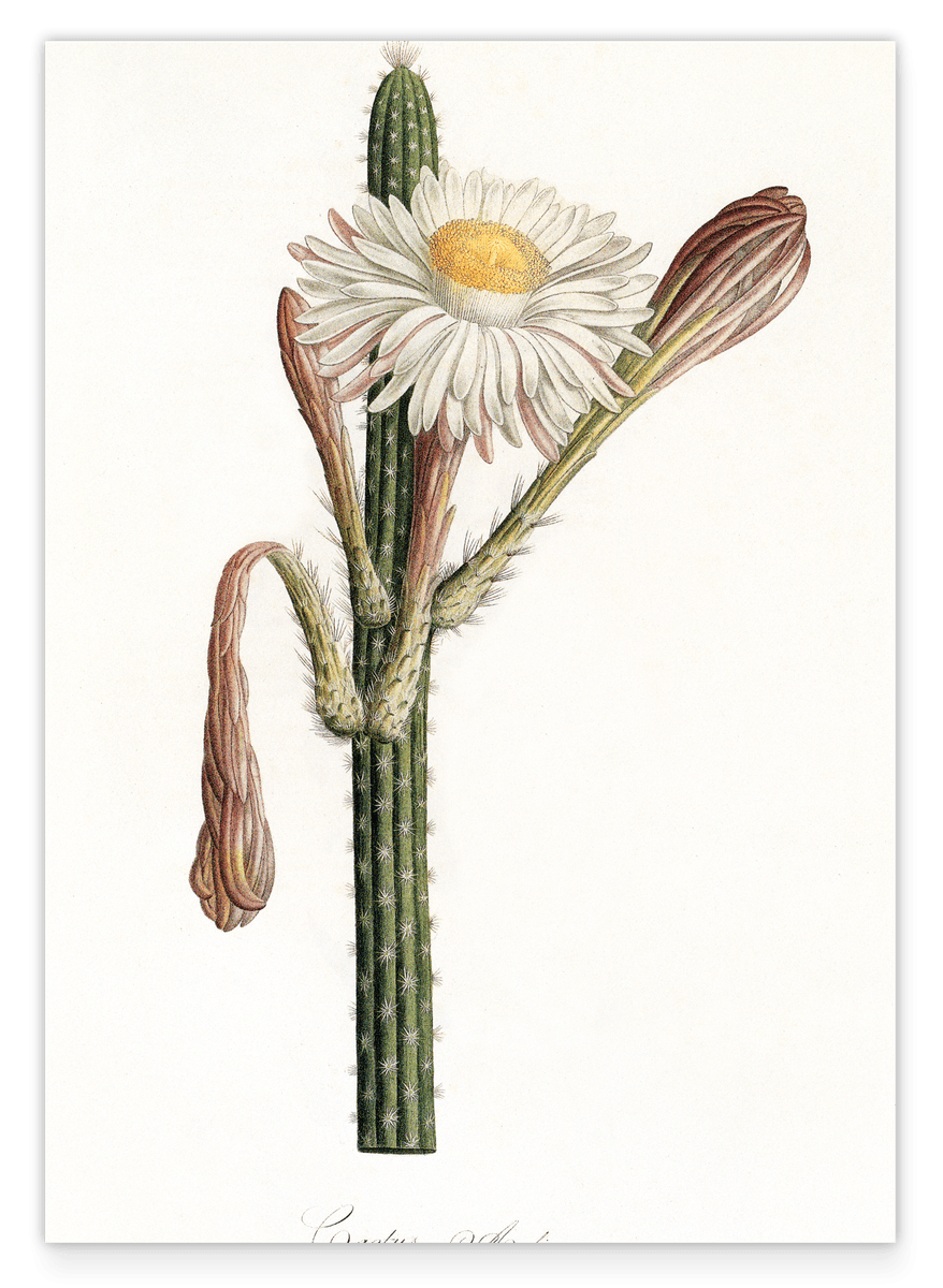 Cactus Ambiguus - Kaktus mit weißer Blüte