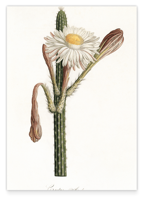 Cactus Ambiguus - Kaktus mit weißer Blüte