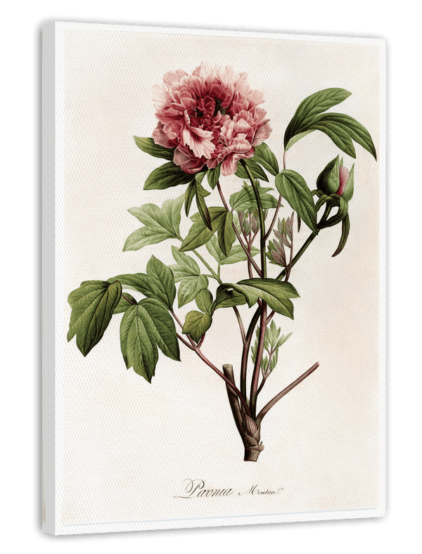 Paeonia - Pfingstrose