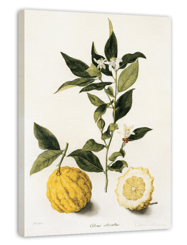 Citrus - Zitronen und Zitronenzweig