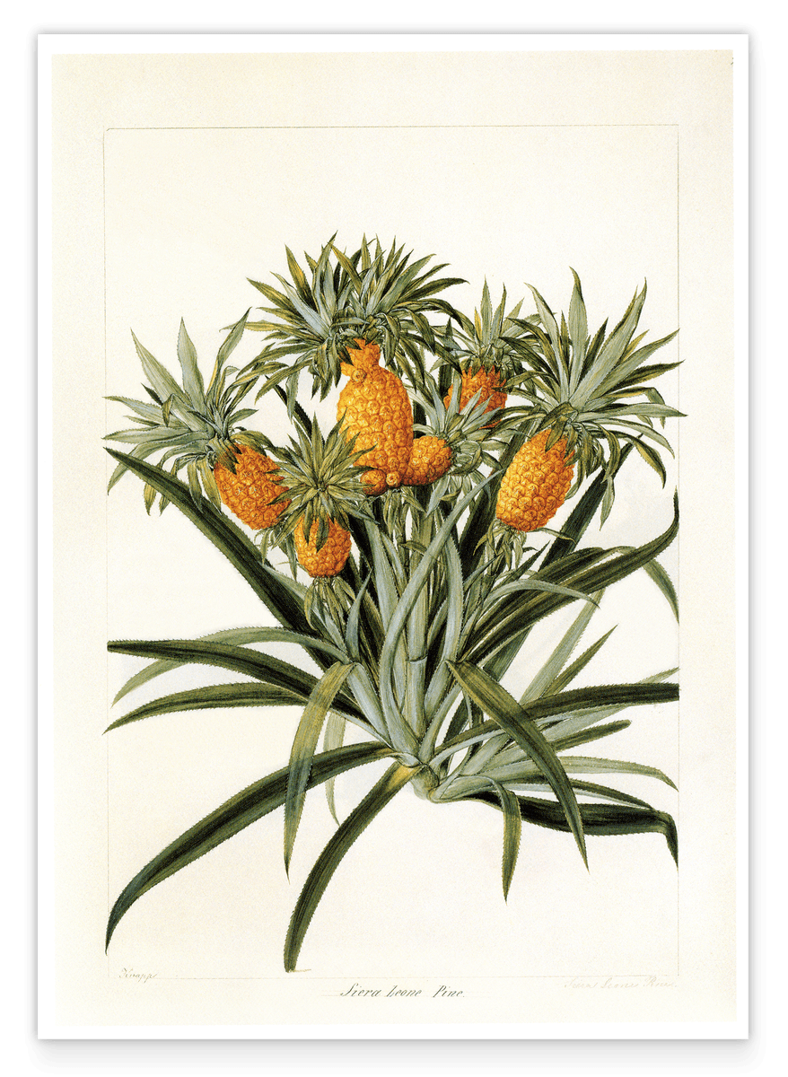 Ananas am Ananasbaum