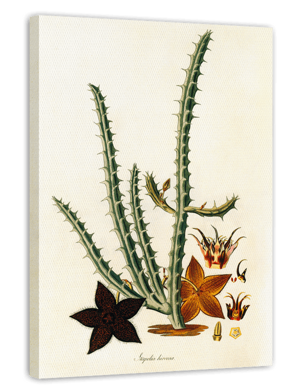 Afrikanische Blume Stapelia Hircosa - Stapelien im Vintage Style