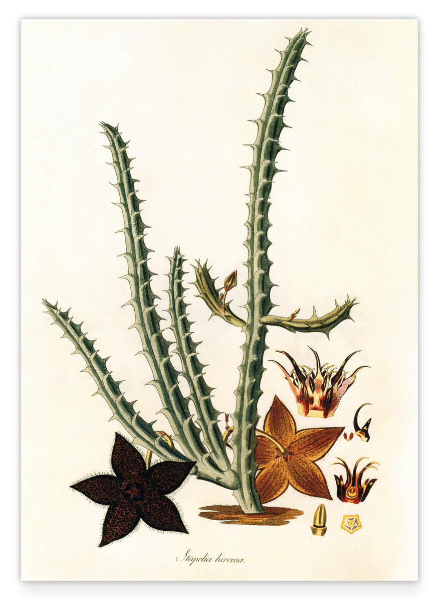 Afrikanische Blume Stapelia Hircosa - Stapelien im Vintage Style