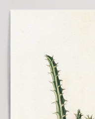 After Hover: Afrikanische Blume Stapelia Hircosa - Stapelien im Vintage Style
