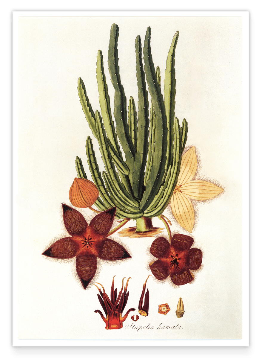 Stapelia Hircosa Sukkulente - Stapelien mit Sternenblüten