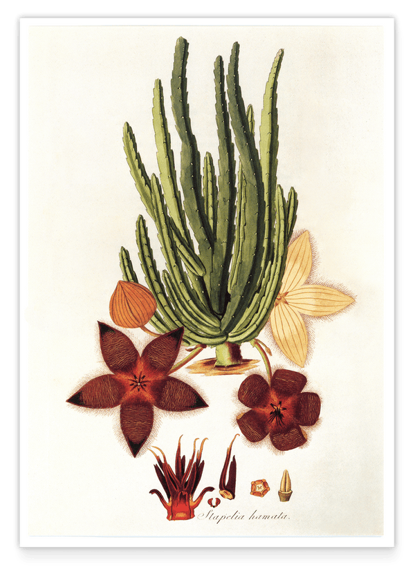 Stapelia Hircosa Sukkulente - Stapelien mit Sternenblüten