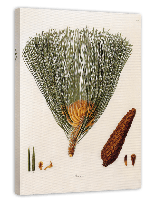 Pinus Palustris - Sumpf-Kiefer mit Zapfen