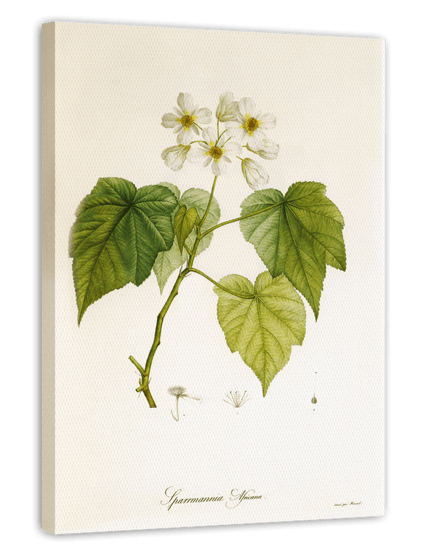 Sparrmannia Africana - Kapländische Zimmerlinde