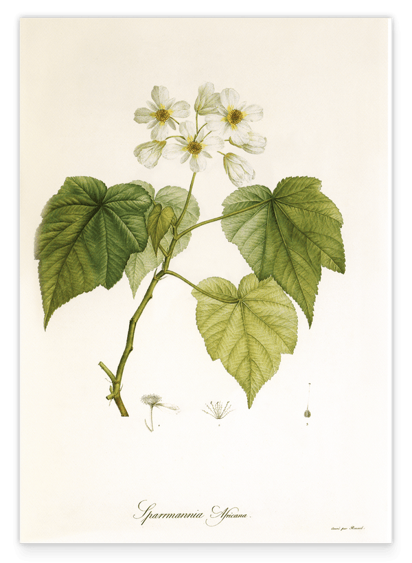 Sparrmannia Africana - Kapländische Zimmerlinde