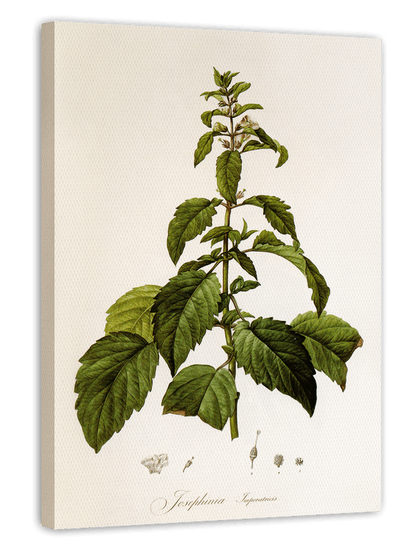 Josephinia imperatricis