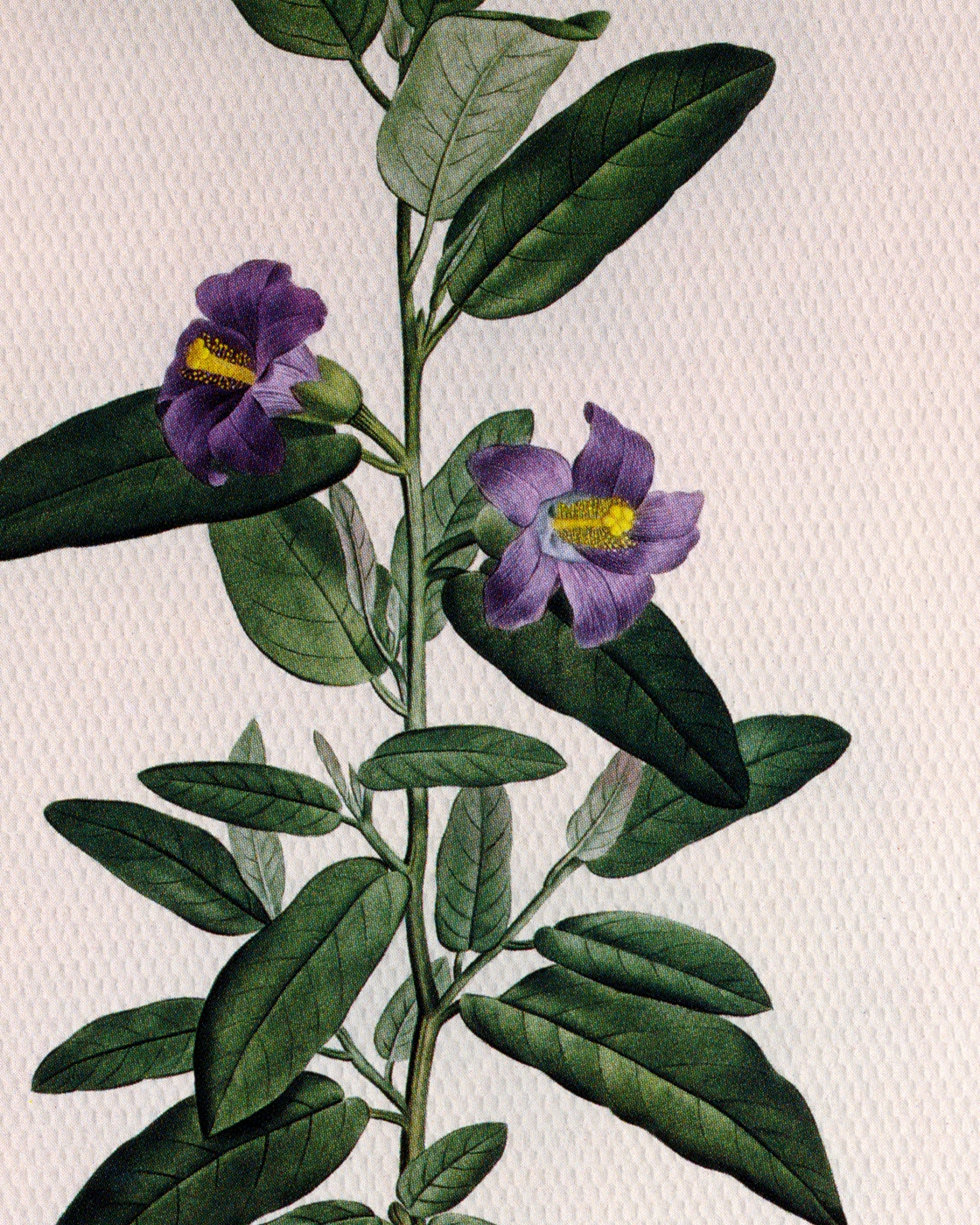 canvas