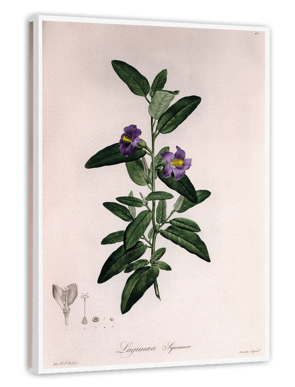 Pflanze mit lila Blüten