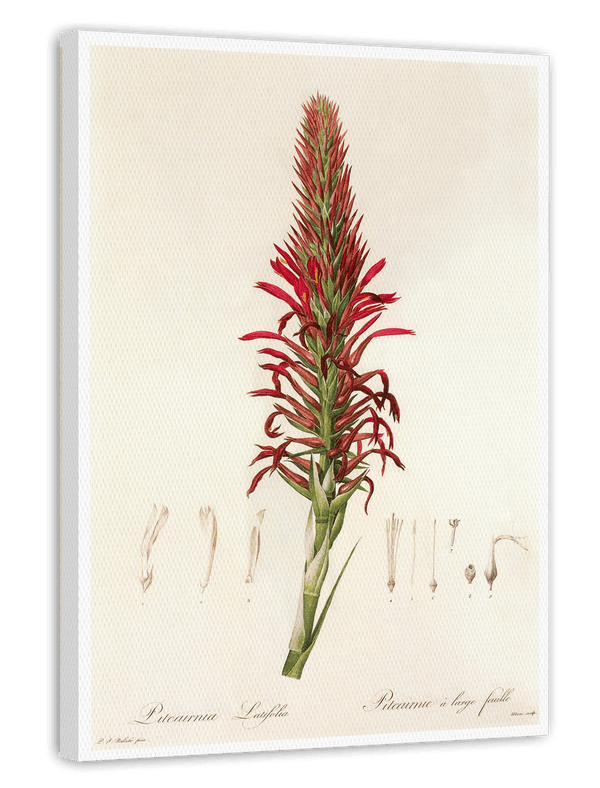 Pitcairnia - Pflanze mit roten Blüten