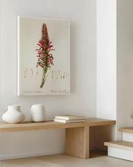 After Hover: Pitcairnia - Pflanze mit roten Blüten