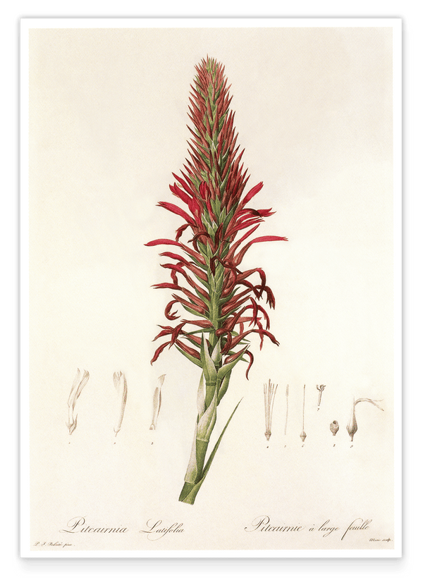 Pitcairnia - Pflanze mit roten Blüten