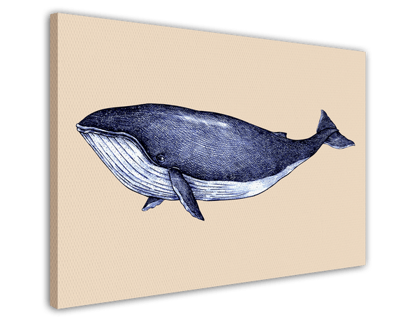 Meerestier Buckelwal in blau