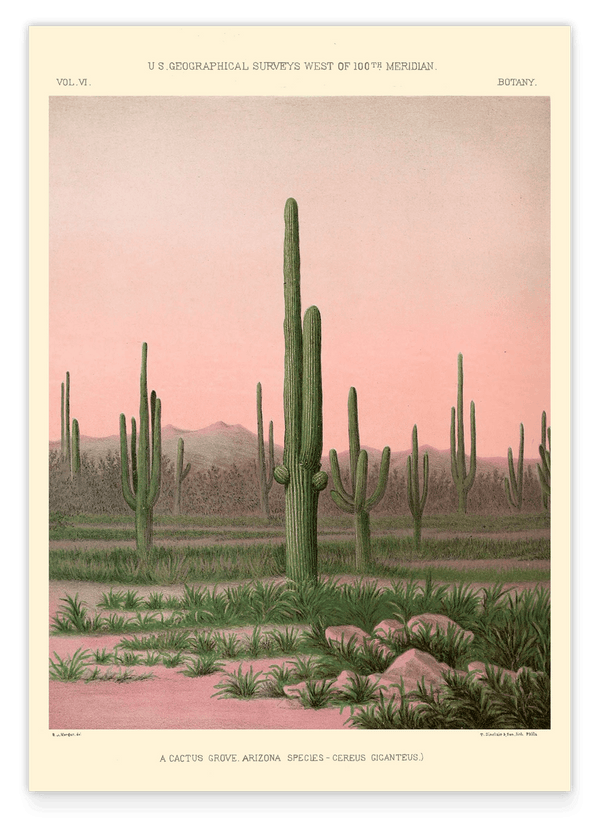 Arizona Kaktushain in der Sonora-Wüste