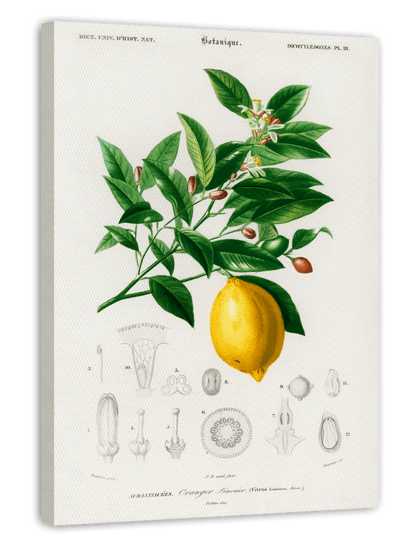 Pflanzenkunde zu Citrus Limonium