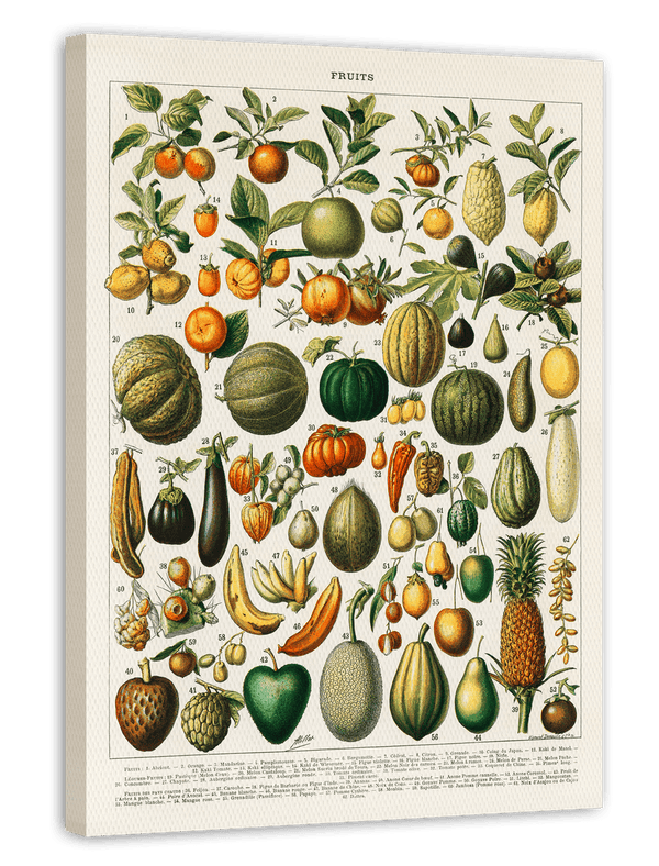 Adolphe Philippe Millot - Botanische Karte bunter Früchte