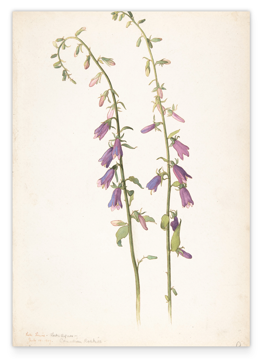 Margaret Neilson Armstrong - Campanula