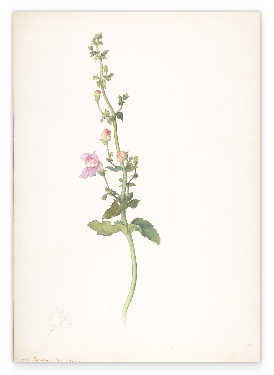 Margaret Neilson Armstrong - Amerikanische Wildblumen mit rosa Blüten