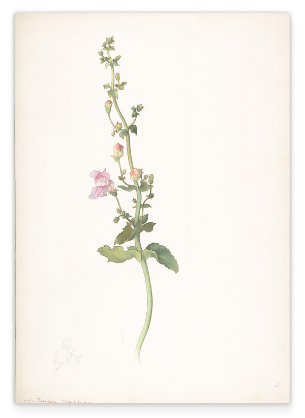 Margaret Neilson Armstrong - Amerikanische Wildblumen mit rosa Blüten