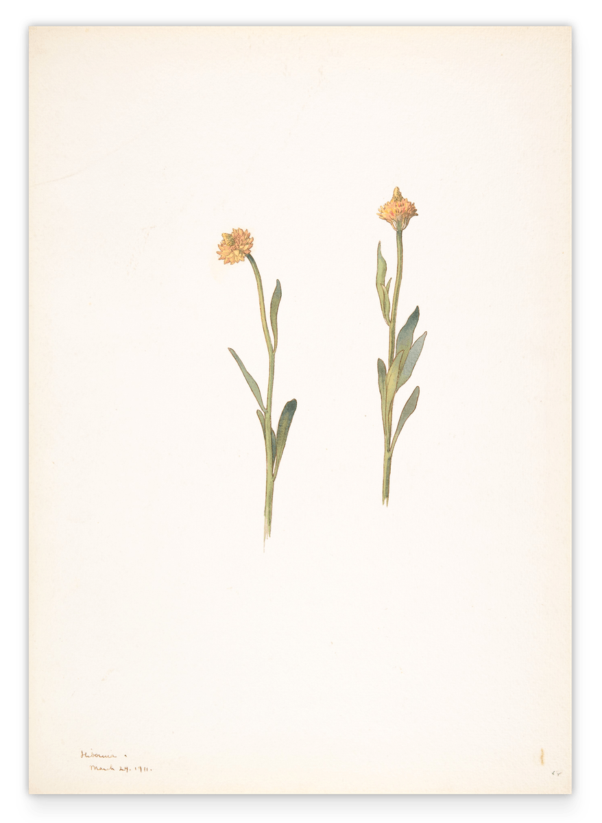 Margaret Neilson Armstrong - Gelbe Blumen mit kleinen Köpfen