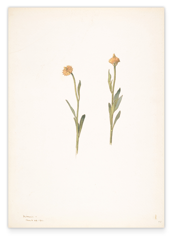 Margaret Neilson Armstrong - Gelbe Blumen mit kleinen Köpfen