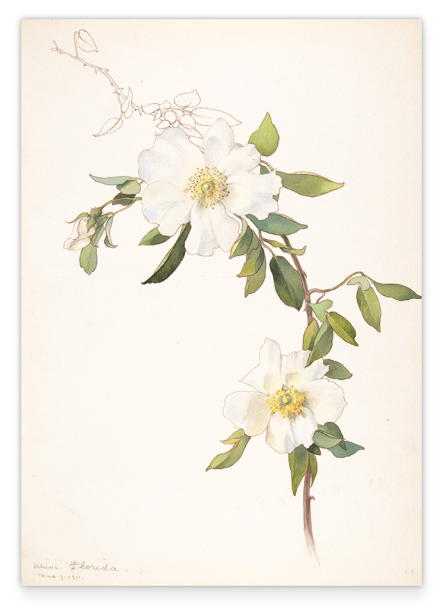 Margaret Neilson Armstrong - Weiße Clematis