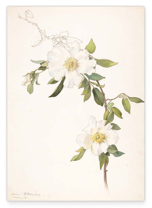 Margaret Neilson Armstrong - Weiße Clematis