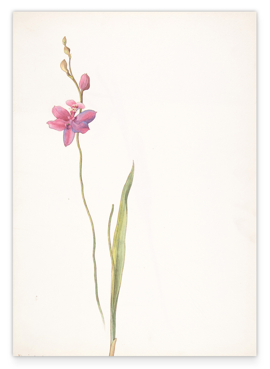 Margaret Neilson Armstrong - Rosa-lila Orchidee
