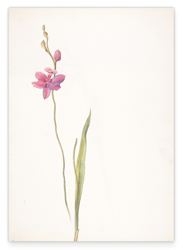 Margaret Neilson Armstrong - Rosa-lila Orchidee