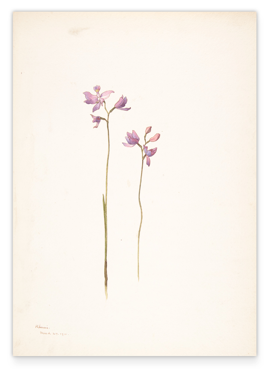 Margaret Neilson Armstrong - Lila Orchideen oder Lilien
